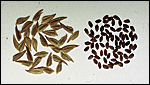 Chasmanthium, pure seed
