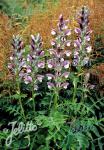 ACANTHUS hungaricus   Portion(en)