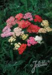 ACHILLEA millefolium  'Colorado'