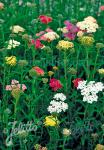 ACHILLEA millefolium  'Summer Pastels'