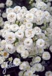 ACHILLEA ptarmica fl. pl.  'Noblessa'