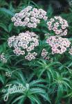 ACHILLEA sibirica ssp. camtschatica  'Love Parade' Portion(en)