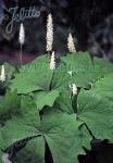 ACHLYS triphylla   Portion(s)