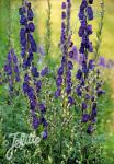 ACONITUM napellus  'Newry Blue'