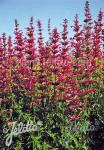 AGASTACHE mexicana  'Sangria' Portion(s)