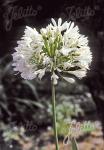 AGAPANTHUS umbellatus  'Albus'