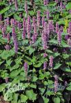 AGASTACHE rugosa  