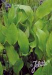 ALISMA plantago-aquatica   Portion(s)