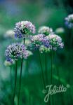 ALLIUM angulosum  