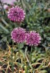 ALLIUM jesdianum  