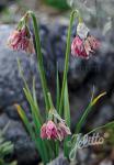 ALLIUM narcissiflorum  