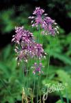 ALLIUM carinatum ssp. pulchellum  