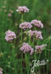 ALLIUM suaveolens  