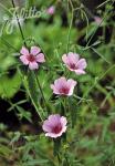 ALTHAEA cannabina   Portion(en)