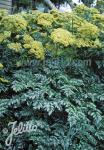 ANGELICA pachycarpa   Portion(en)