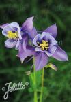AQUILEGIA Caerulea-Hybr. Earlybird Serie 'Earlybird Purple-Blue'