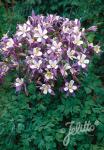 AQUILEGIA Caerulea-Hybr.  'Heavenly Blue'