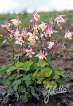 AQUILEGIA canadensis  'Pink Lanterns' Portion(s)