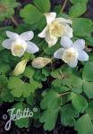 AQUILEGIA flabellata Cameo-Series 'Cameo White' Portion(s)