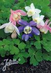 AQUILEGIA flabellata Cameo-Serie 'Cameo Mischung' Portion(en)