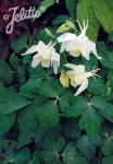 AQUILEGIA flabellata Spring Magic-Serie 'Spring Magic Weiß' Portion(en)