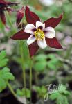 AQUILEGIA F1-Hybr. caerulea State-Series 'Louisiana' Portion(s)