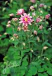 AQUILEGIA vulgaris Clementine-Series 'Clementine Rose' Portion(s)