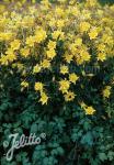 AQUILEGIA chrysantha  'Yellow Queen' Portion(en)