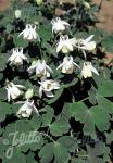 AQUILEGIA flabellata var. pumila f. alba  