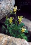 AQUILEGIA flavescens   Portion(en)