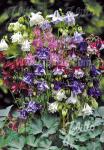 AQUILEGIA vulgaris  'Grandmothers Garden' Portion(s)