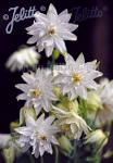 AQUILEGIA vulgaris var. stellata plena Barlow-Serie 'White Barlow'