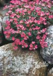 ARABIS caucasica  'Compinkie'