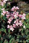 ARABIS caucasica Rosea  'La Fraicheur' Portion(en)