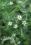 ARENARIA serpyllifolia  