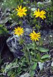 ARNICA montana   Portion(en)