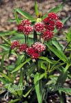 ASCLEPIAS incarnata  