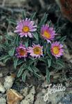 ASTER coloradoensis   Portion(s)