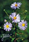 ASTER laevis   Portion(s)