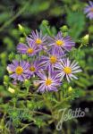 ASTER spectabilis   Portion(s)