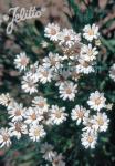 ASTER ptarmicoides   Portion(s)