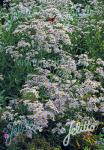 ASTER tataricus   Portion(en)