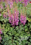 ASTILBE chinensis var. pumila   Portion(en)