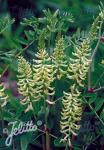 ASTRAGALUS canadensis   Portion(s)