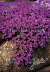 AUBRIETA x cultorum  'Royal Cascade Purple-Violet' Portion(s)