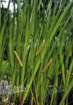 ACORUS calamus   Seeds