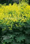 ALCHEMILLA mollis  'Select'