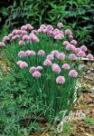 ALLIUM schoenoprasum   Portion(en)