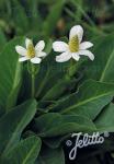 ANEMOPSIS californica  