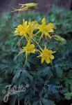 AQUILEGIA chrysantha  Denver Gold®